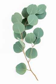 Eucalyptus Leaves