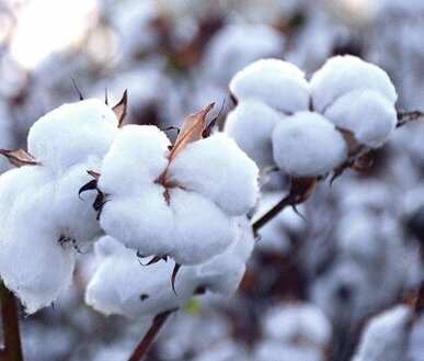 cotton