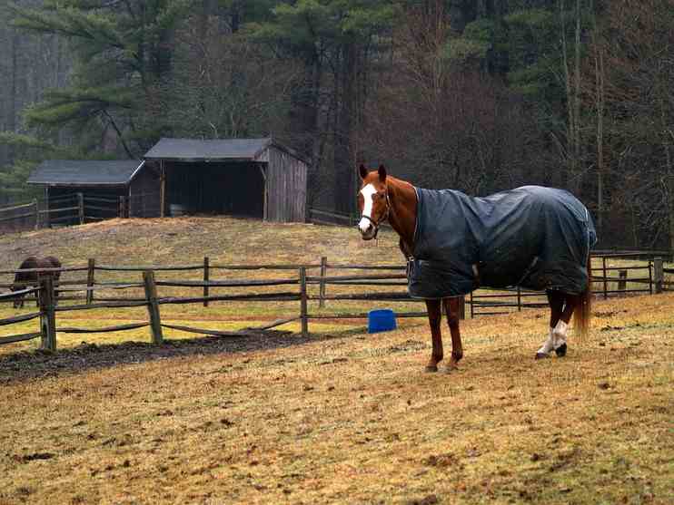 horse blanket